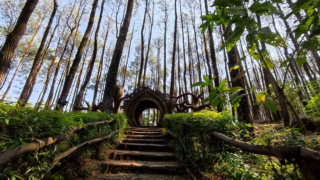 Hutan Pinus Pengger