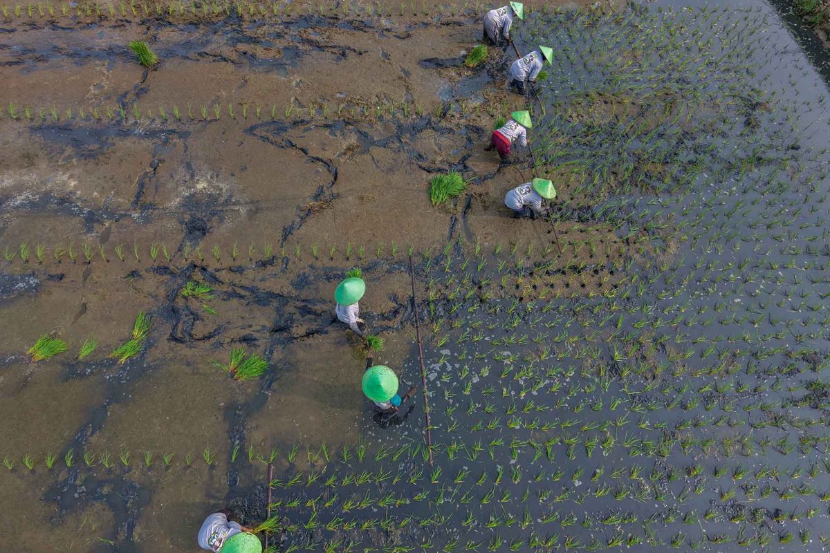Tanam-padi-Biosalin-dengan-memanfaatkan-lahan-terdampak-rob-160626-hpp-4